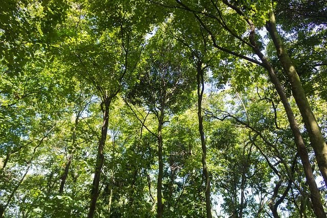 24 octobre : Journée internationale contre le changement climatique